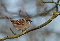 Tree sparrow - A